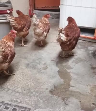 Lohmann Brown Breeder Hens.