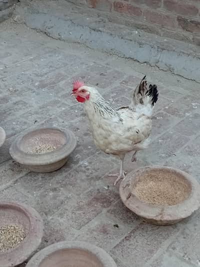 Golden Misry Egg lying 03014011627