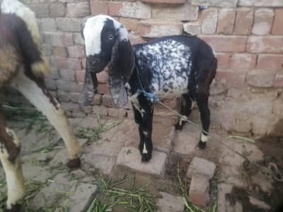 5  month k hai 1bakari or 1bakra hai