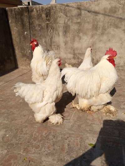 white heavy buff 4 pieces 2 male 2 feamle