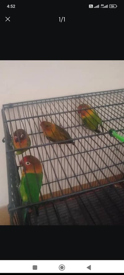 love birds 3 piece for sale