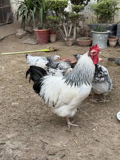 Light sussex heritage chick. rooster. Murga