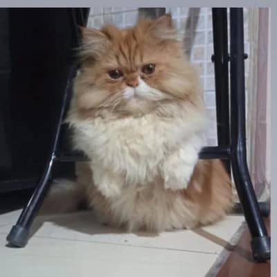 Adorable punch face munchkin persian cat - tripple coat, playful
