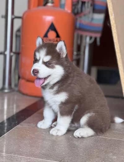 Siberian husky puppe