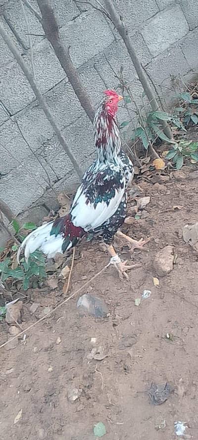 aseel murga for sale