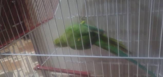 metho full bolne wali