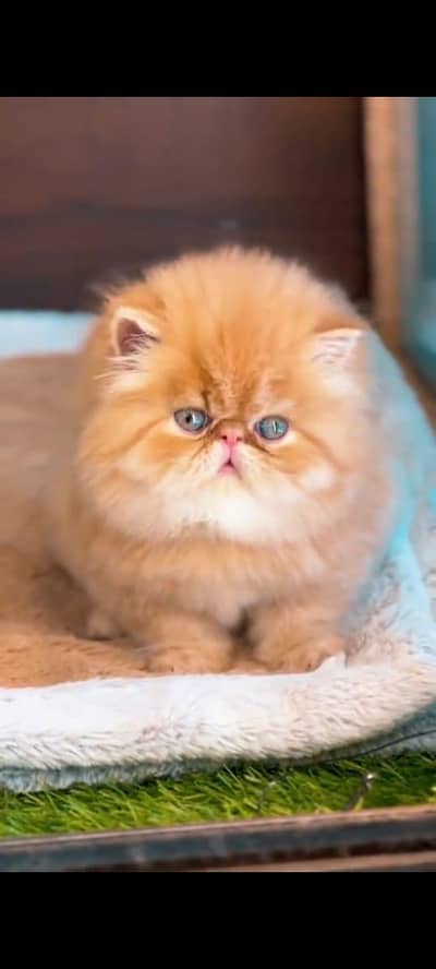Persian cat for sale