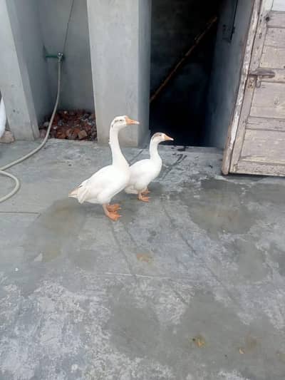 pair of duck