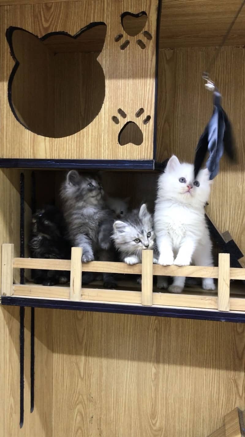 Kittens 0