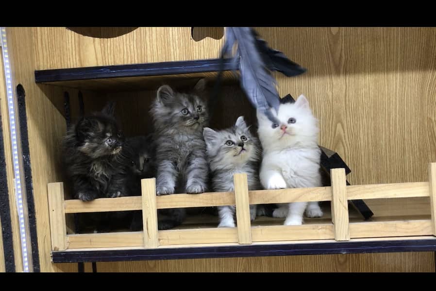 Kittens 2