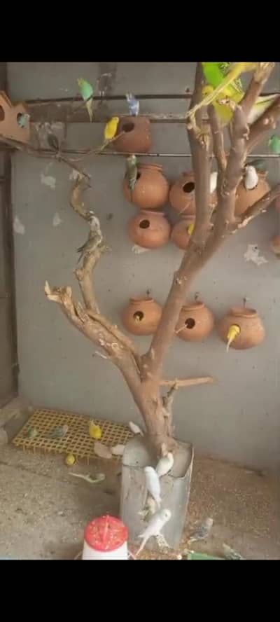 Australian Parrots Full Breeder Pair Colony