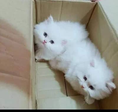 Persian kitten Teddy bear available