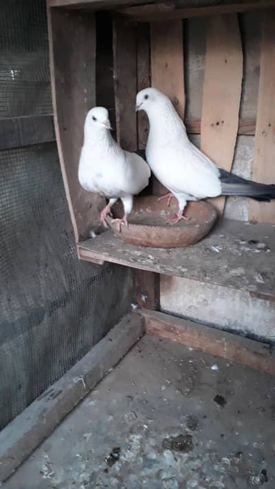 kalduma pear n femel