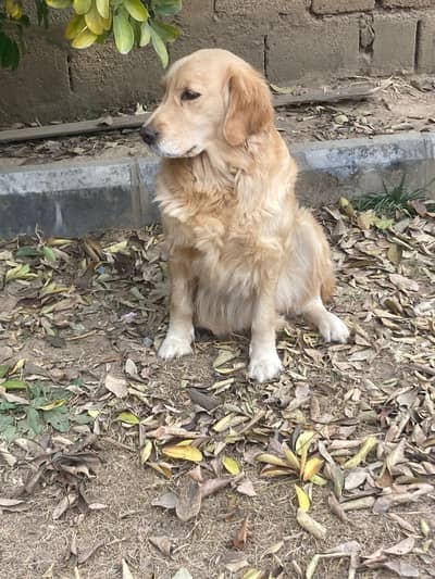 Golden Retriever Female KCP pedigree
