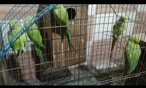 parrot 3 female or 2 male