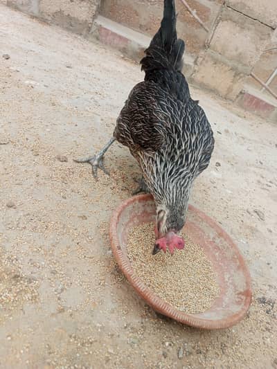 sale murgi egg lying