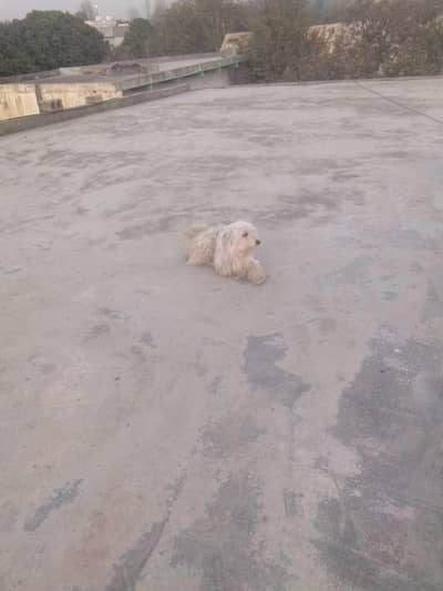 sale female dog