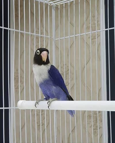 Lovebirds Pair with cage