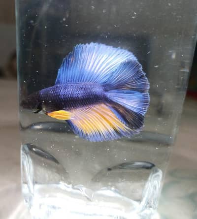 beautiful male Betta