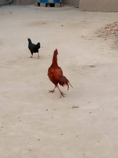 Aseel murghaa  achi nasal ka hai for sale