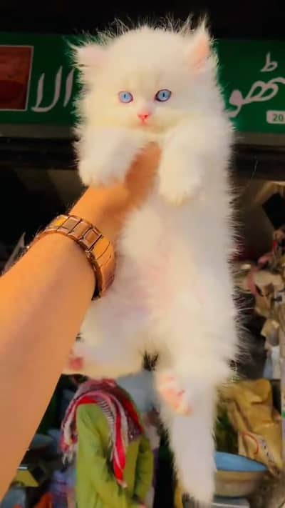 beautiful Persian female baby kitten urgent sale