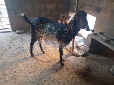 گھبن بکریاں فار سیل