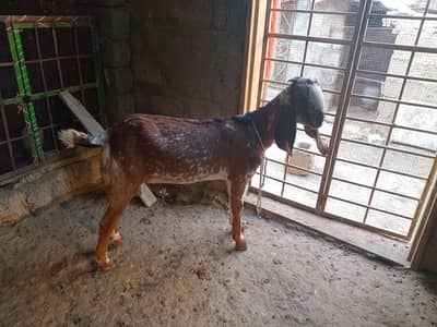 گھبن بکریاں فار سیل