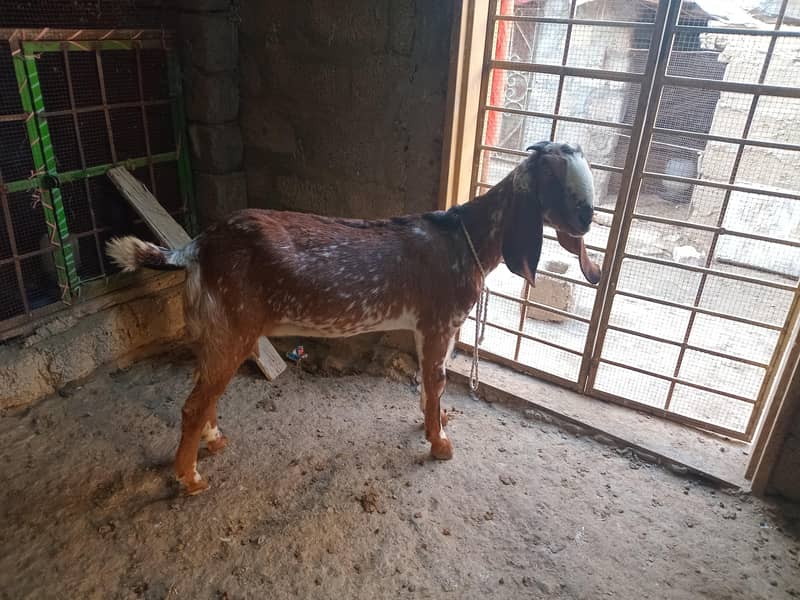 گھبن بکریاں فار سیل 1