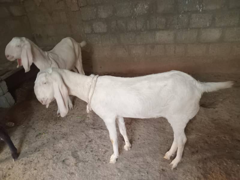 گھبن بکریاں فار سیل 2