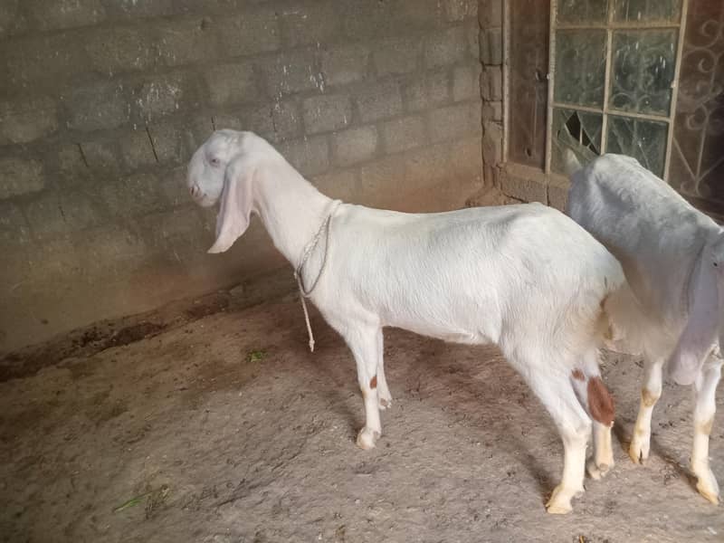 گھبن بکریاں فار سیل 3