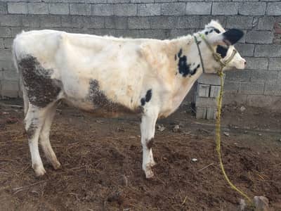 ولایتی 2 بیڑی، وچھیاں سیل کرنی ہیں