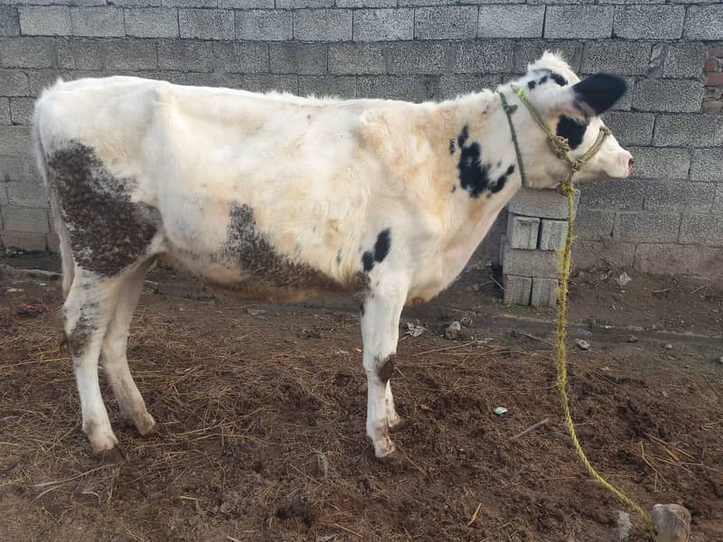 ولایتی 2 بیڑی، وچھیاں سیل کرنی ہیں 0