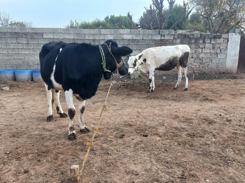 ولایتی 2 بیڑی، وچھیاں سیل کرنی ہیں 1