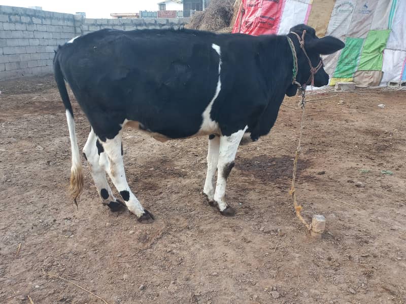 ولایتی 2 بیڑی، وچھیاں سیل کرنی ہیں 2