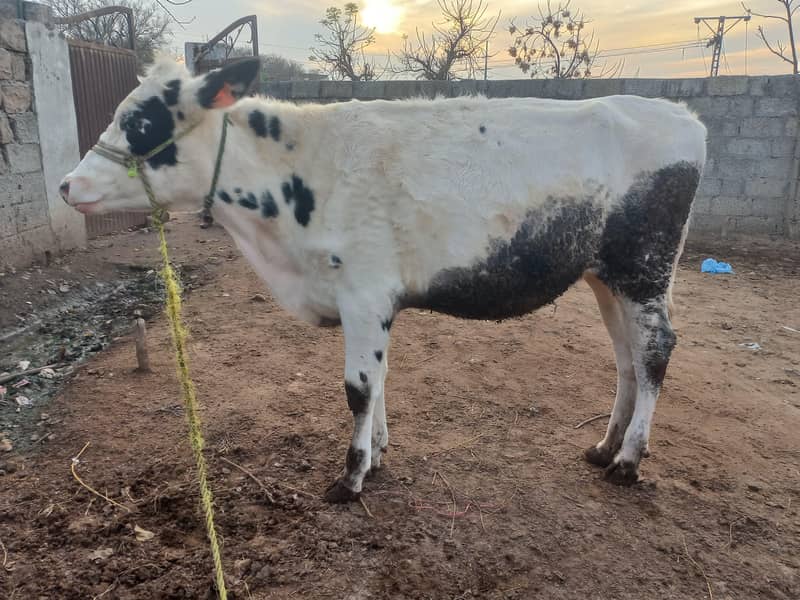 ولایتی 2 بیڑی، وچھیاں سیل کرنی ہیں 3