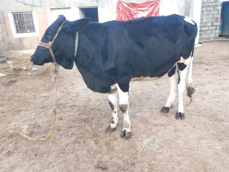 ولایتی 2 بیڑی، وچھیاں سیل کرنی ہیں 4