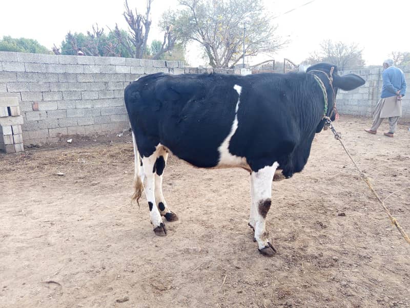 ولایتی 2 بیڑی، وچھیاں سیل کرنی ہیں 5