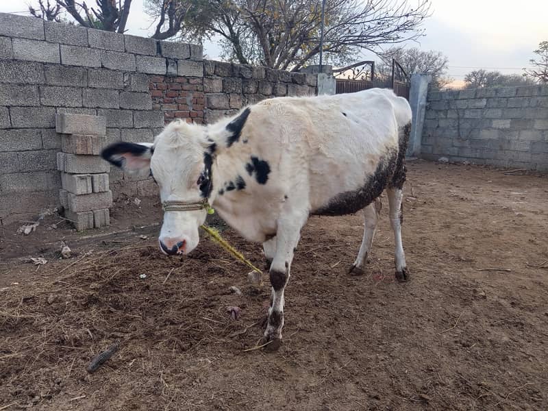 ولایتی 2 بیڑی، وچھیاں سیل کرنی ہیں 7