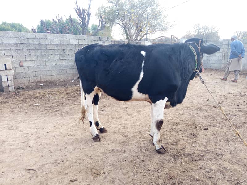 ولایتی 2 بیڑی، وچھیاں سیل کرنی ہیں 8