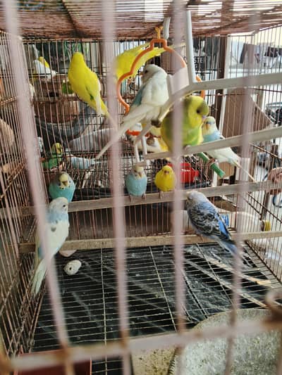 budgies parrots