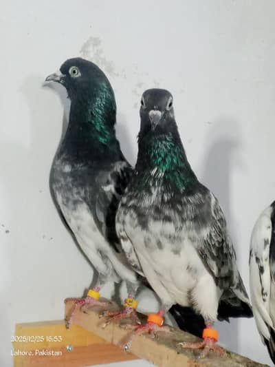 Ferozpuri Breeder Pair
