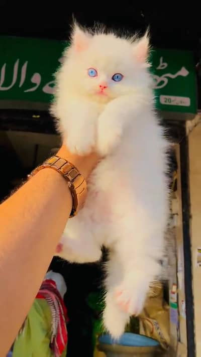 beautiful Persian female kitten for sale