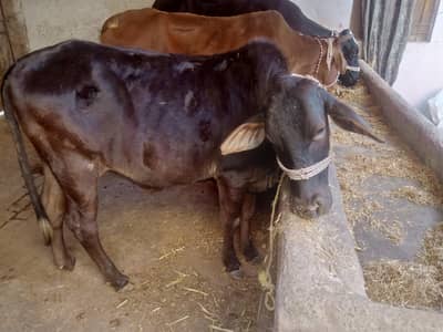 boht hi ashi nsl ki bashri he