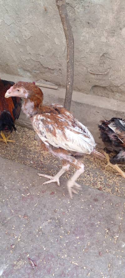 Sindhi Aseel Long Hieghted Murgha