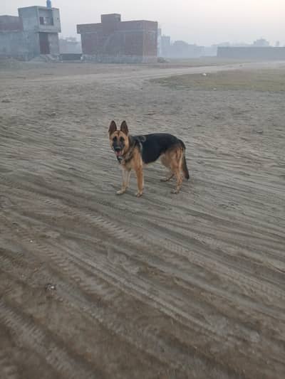 haldi aktiv and boll tarind  stoke kod