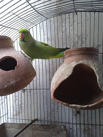 Parrot with Cage for sale