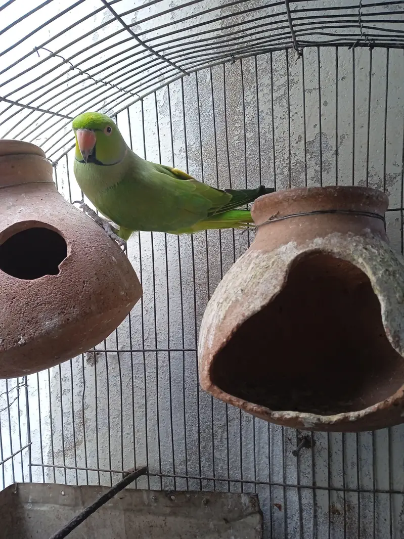 Parrot with Cage for sale
