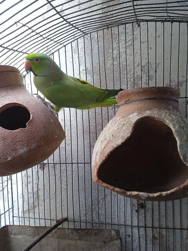 Parrot with Cage for sale — photo 2
