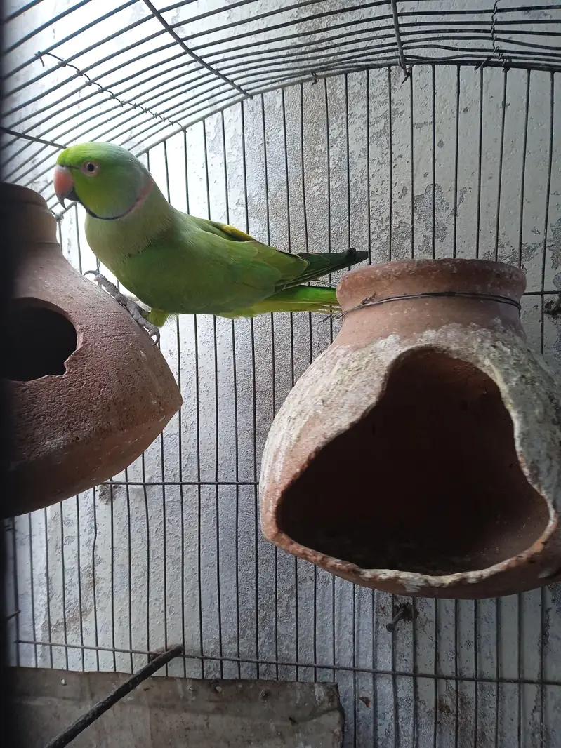 Parrot with Cage for sale — photo 3