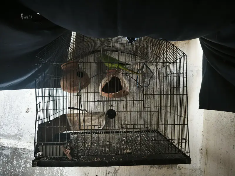 Parrot with Cage for sale — photo 4
